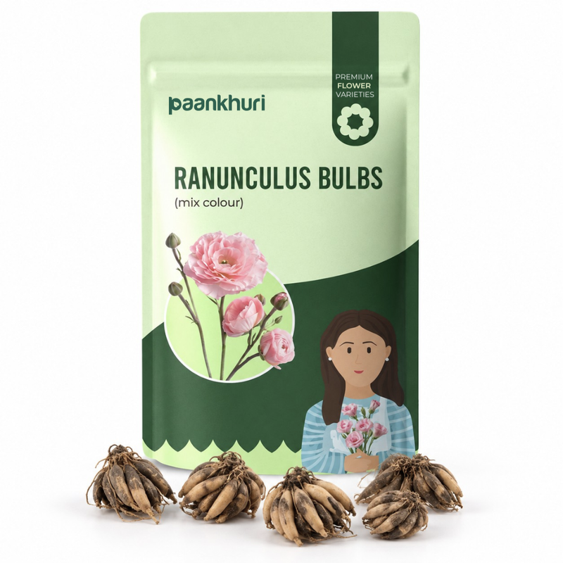 A stand-up pouch of Paankhuri Ranunculus Bulbs (mix color) with five dried bulb clusters arranged in front on a white background. The packaging is light green and dark green with illustrations of pink ranunculus flowers and a cartoon woman holding flowers.