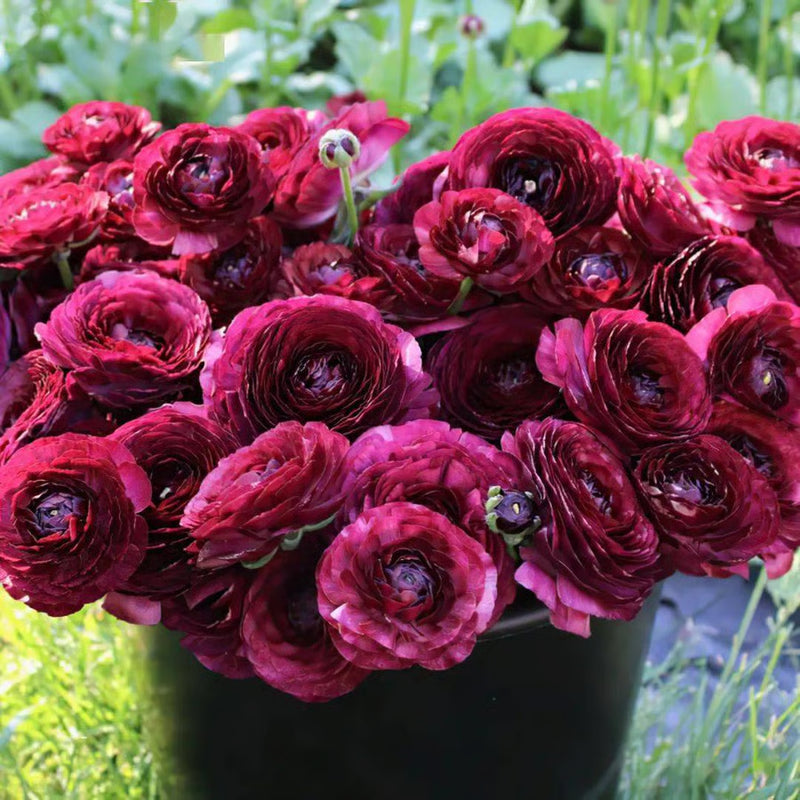 Bouquet of deep red flowers in a black pot with green grass in the background
