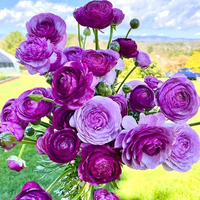 Bouquet of purple and pink flowers with a blurred outdoor background