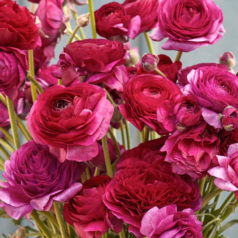 Close-up of pink and red flowers with a light blue background