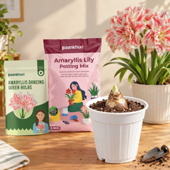 Amaryllis Lily Bulbs