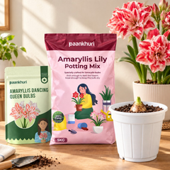 Amaryllis Lily Bulbs