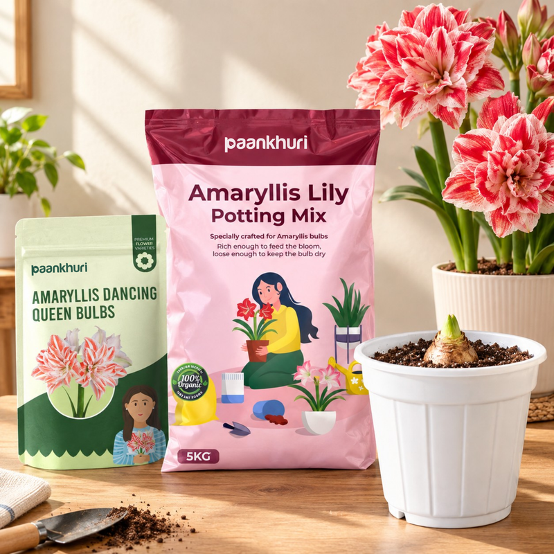 Amaryllis Lily Bulbs