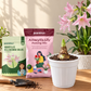 Amaryllis Lily Bulbs