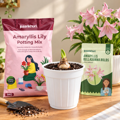 Amaryllis Lily Bulbs
