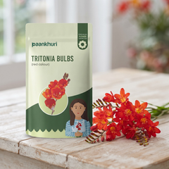 Tritonia Bulbs