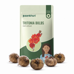 Tritonia Bulbs