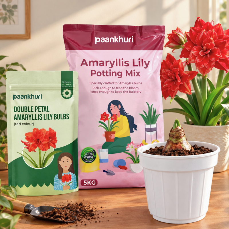 Amaryllis Lily Bulbs