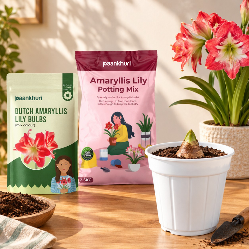 Amaryllis Lily Bulbs