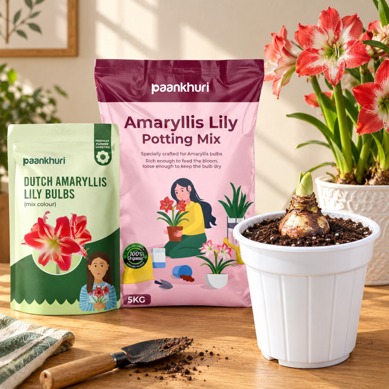 Amaryllis Lily Bulbs
