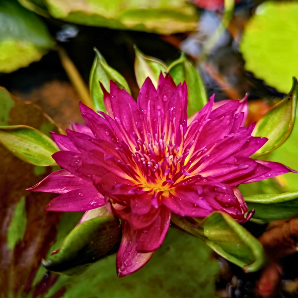 A close-up photograph of a bright magenta-pink water lily flower with yellow accents in the center, surrounded by green lily pads and water droplets.