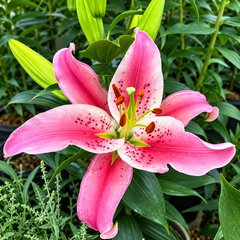 Oriental Lily Bulbs