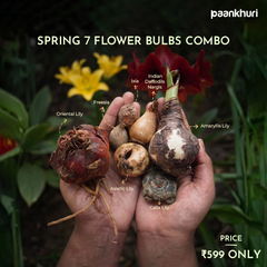 A pair of hands holding a variety of raw flower bulbs, including Freesia, Oriental Lily, Bria, Indian Daodhod Nargis, Amarylis Lily, Asiatil Lily, and Calla Lily, with text labels pointing to each. The background is a dark garden with yellow and red flowers, and the brand name 'paankhuri' is visible in the top right corner.