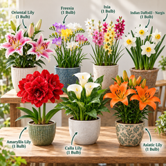 Spring 7 Flower Bulbs Combo