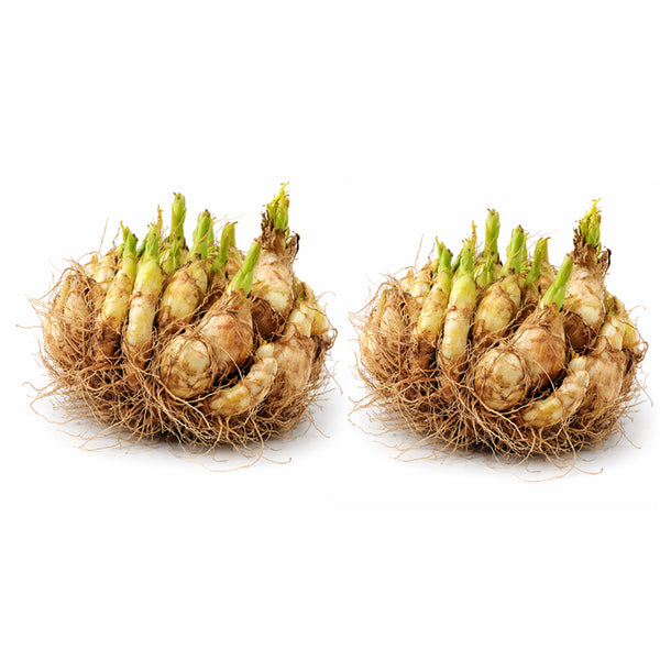 Rajnigandha Hybrid (Tube Rose) - Large Bulbs