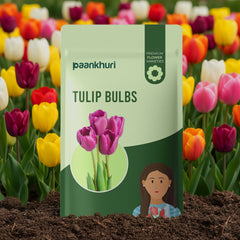 Tulip Bulbs - Mix Colour
