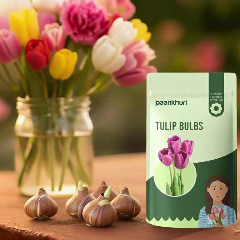 Tulip Bulbs - Mix Colour