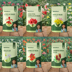 Best Selling Lily Collection
