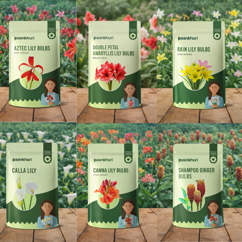 Best Selling Lily Collection