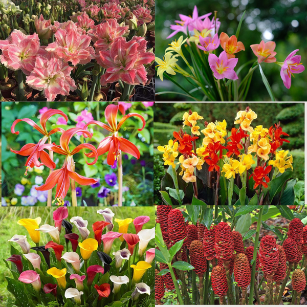 Best Selling Lily Collection