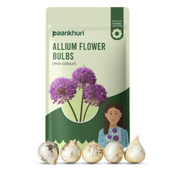 Allium Flower Bulbs
