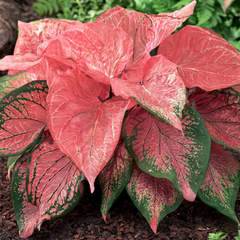 Caladium Pink Symphony Bulbs
