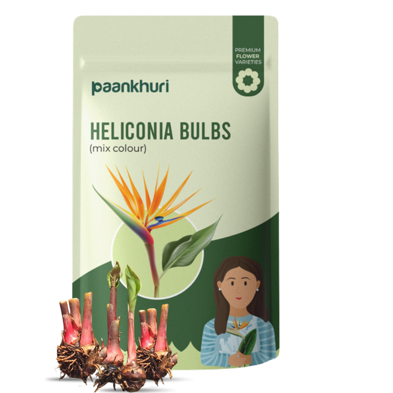 Heliconia Bulb