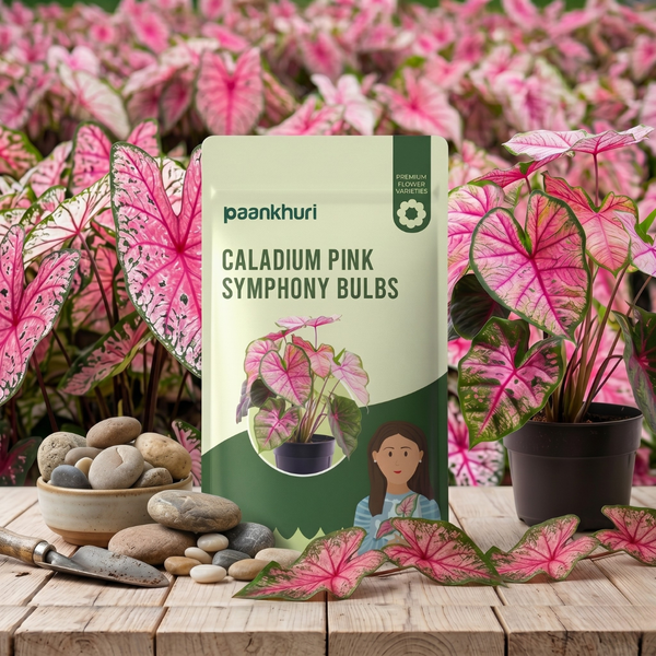 Caladium Pink Symphony Bulbs