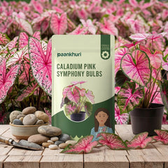 Caladium Bulbs