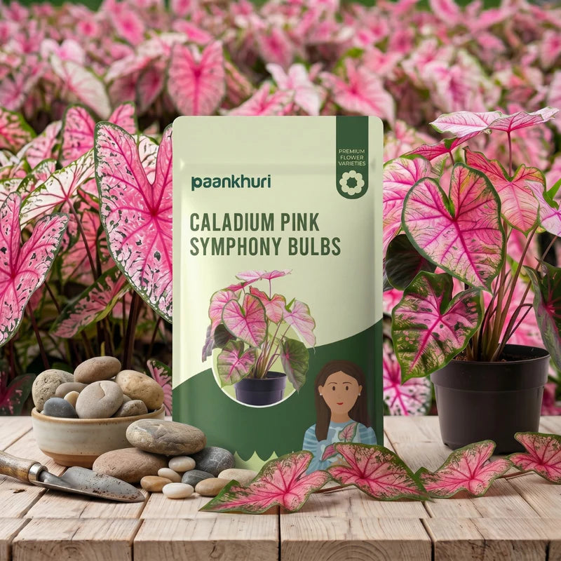 Caladium Bulbs