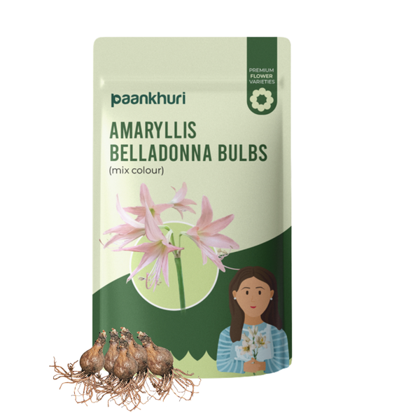 Amaryllis Belladonna Bulbs