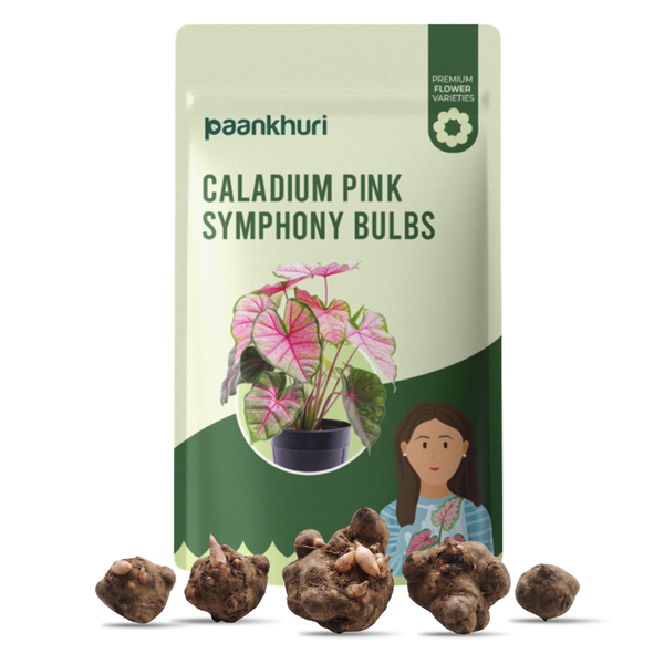 Caladium Pink Symphony Bulbs