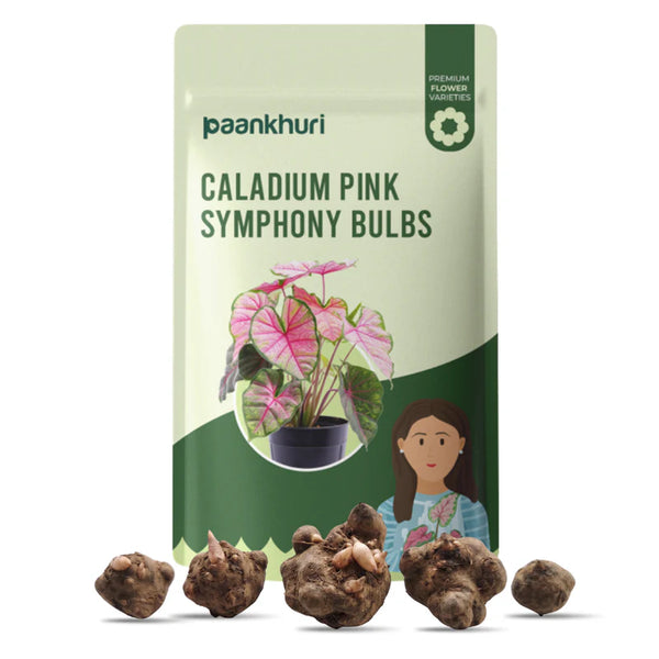 Caladium Bulbs