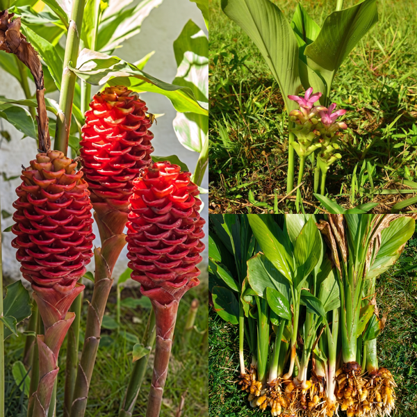 Medicinal Plant Bulbs Combo