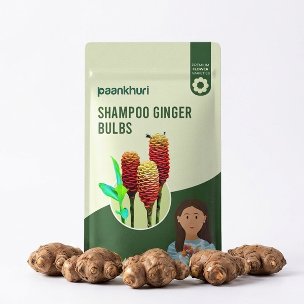 Shampoo Ginger Bulbs
