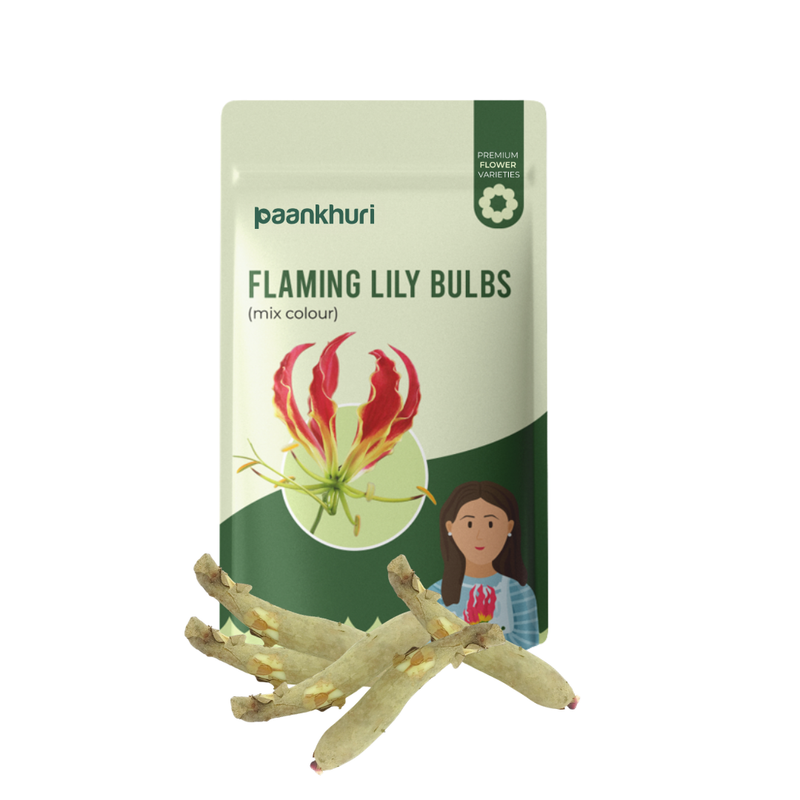 Flaming Lily Bulbs