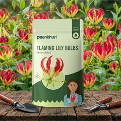 Flaming Lily Bulbs
