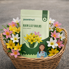 Rain Lily Bulbs
