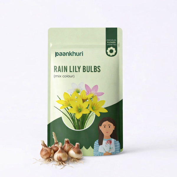 Rain Lily Bulbs