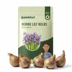 Nerine Lily Bulbs