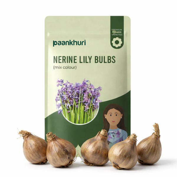 Nerine Lily Bulbs