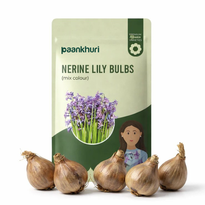 Nerine Lily Bulbs