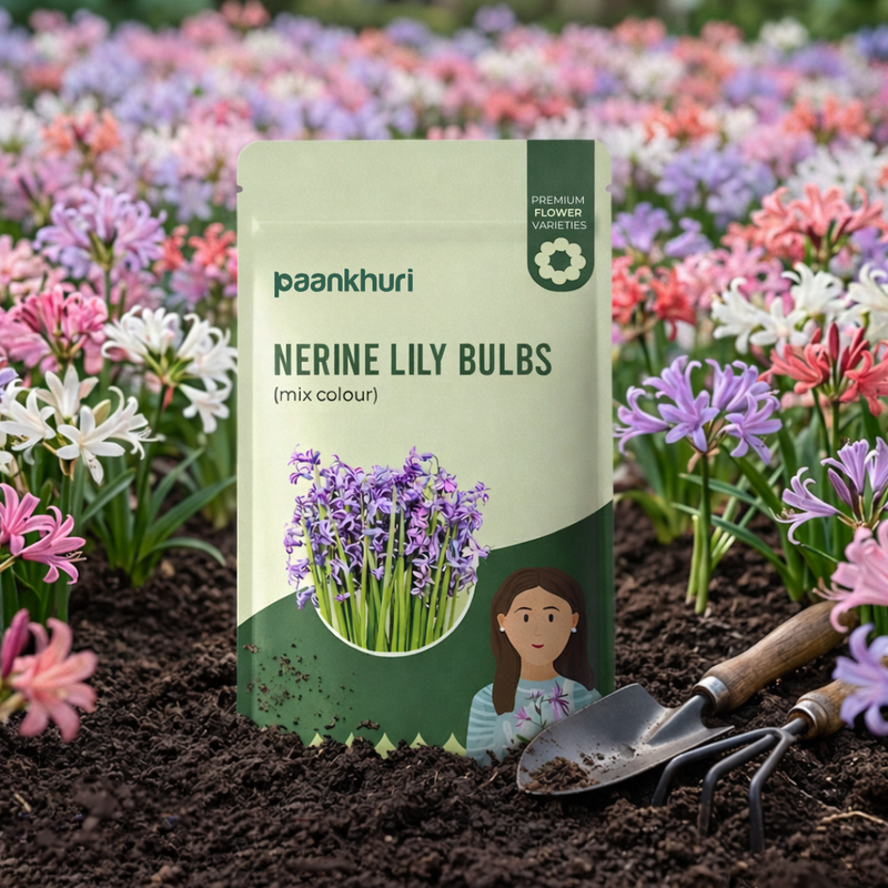 Nerine Lily Bulbs