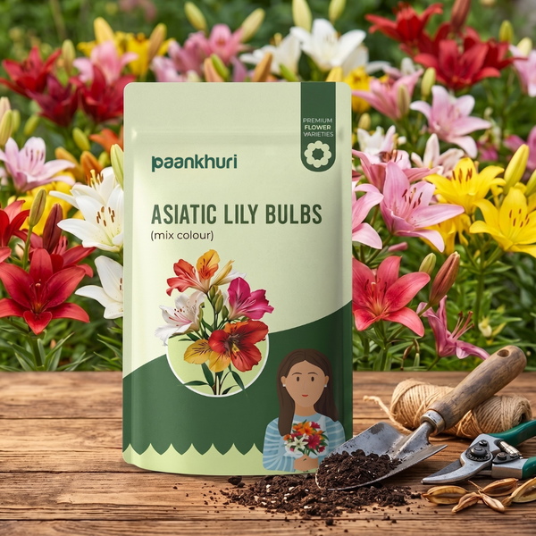 Asiatic Lily Bulbs