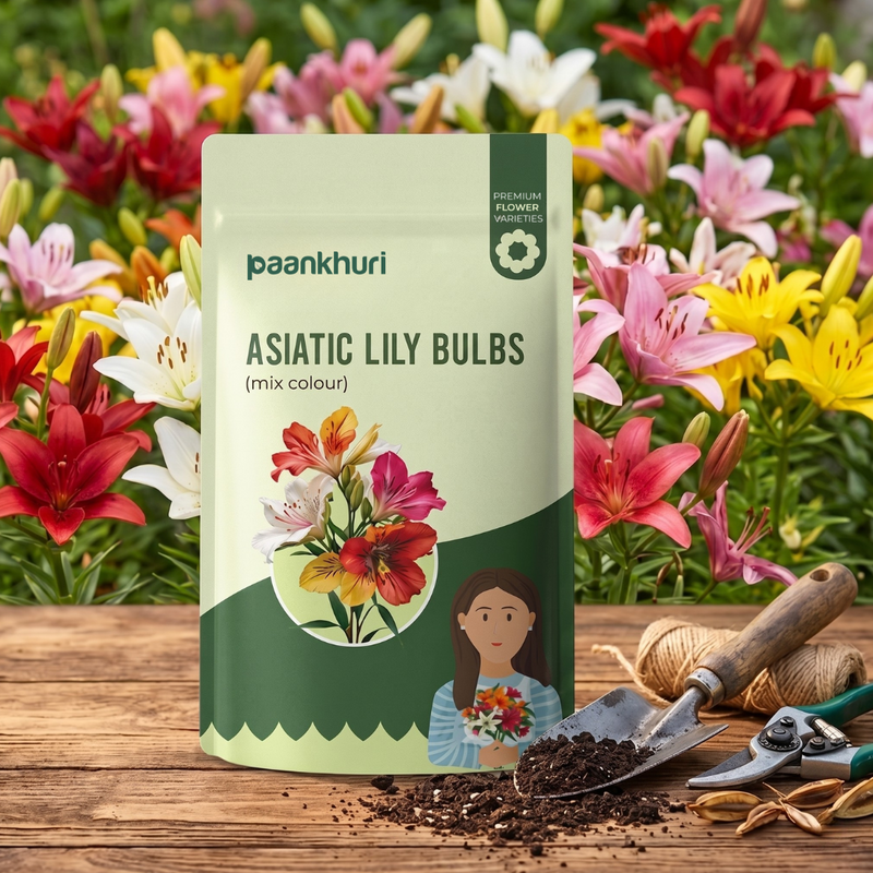 Asiatic Lily Bulbs