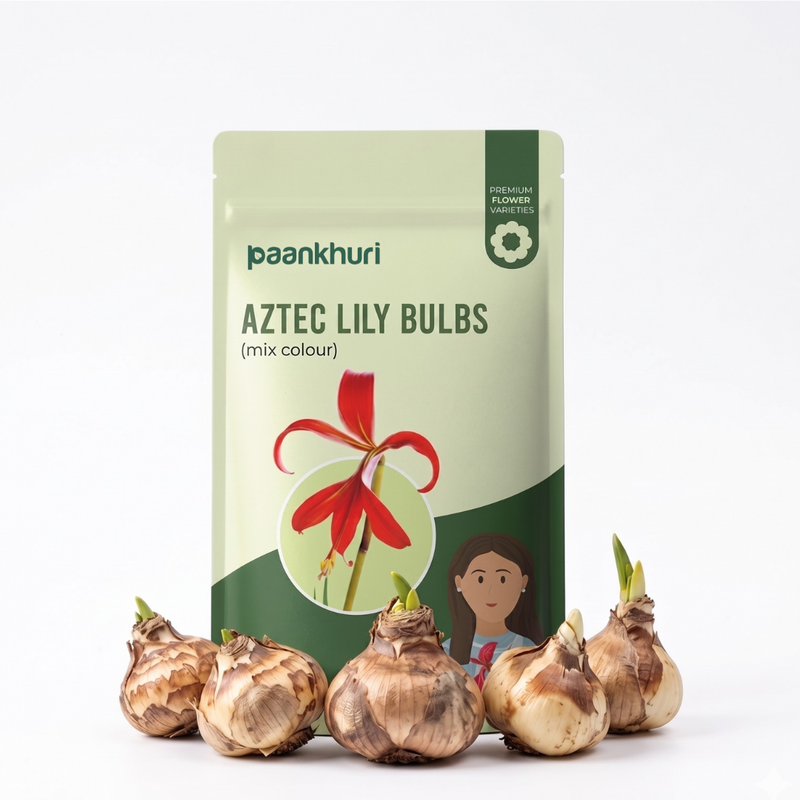 Aztec Lily Bulbs