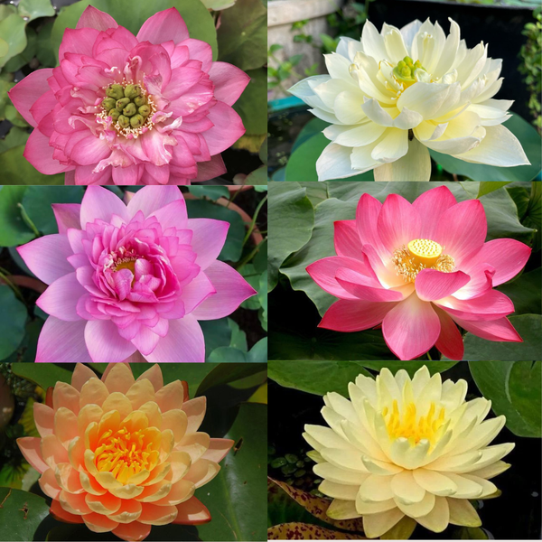 Assorted Lotus Tubers