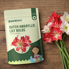 Dutch Amaryllis Lily Bulbs