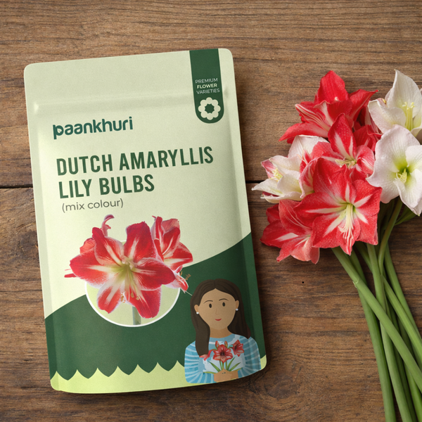 Dutch Amaryllis Lily Bulbs