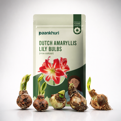 Dutch Amaryllis Lily Bulbs